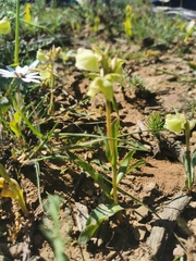 Pterygodium catholicum