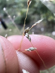 Eragrostis intermedia