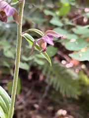 Epipactis