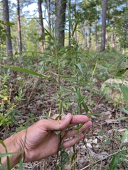 Muhlenbergia sylvatica
