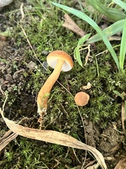 Gyroporus