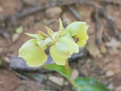 Pterygodium catholicum