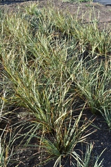 Sisyrinchium hitchcockii