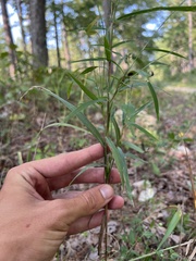 Muhlenbergia sylvatica