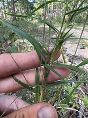 Muhlenbergia sylvatica