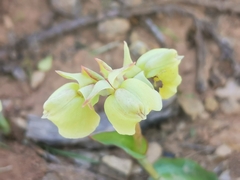 Pterygodium catholicum