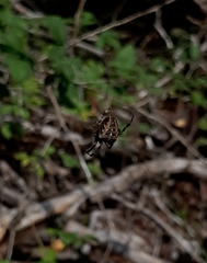Araneus diadematus