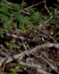 Araneus diadematus