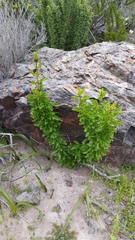 Anisomeria littoralis