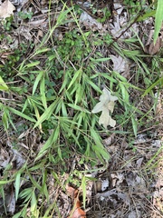Dichanthelium villosissimum
