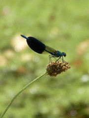 Calopteryx xanthostoma