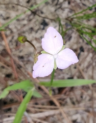 Callisia graminea