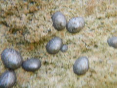 Siphonaria naufragum