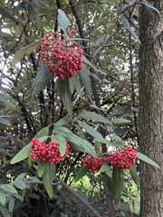 Viburnum rhytidophyllum