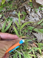 Dichanthelium villosissimum
