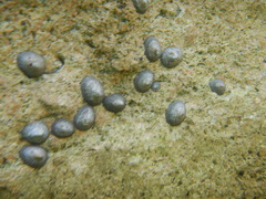 Siphonaria naufragum