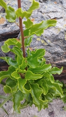 Anisomeria littoralis