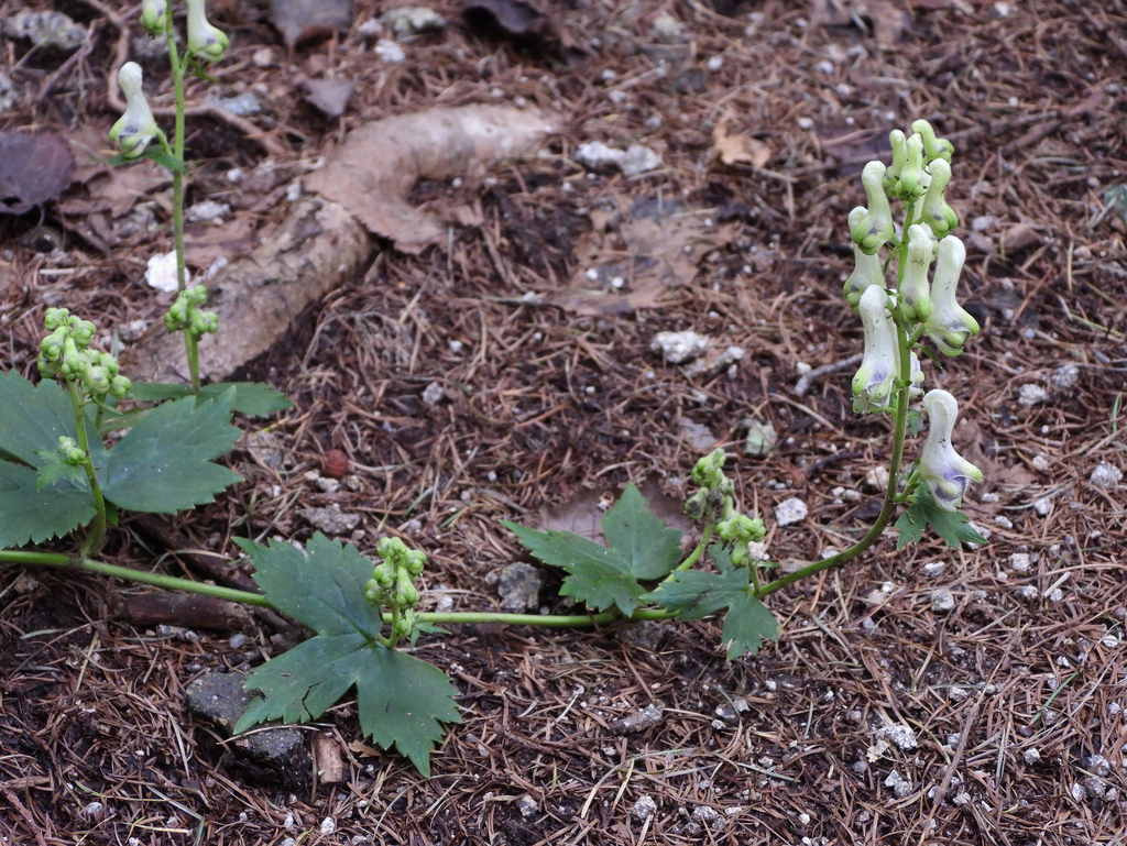 Aconitum longe-cassidatum