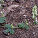 Aconitum longecassidatum - Photo (c) Chuangzao, some rights reserved (CC BY-NC), uploaded by Chuangzao