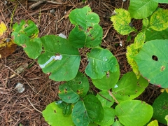 Toxicodendron rydbergii