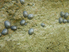Siphonaria naufragum