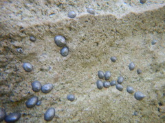 Siphonaria naufragum