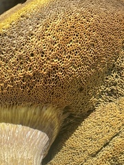 Suillus tomentosus