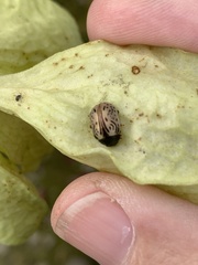 Calligrapha philadelphica