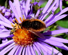 Sparnopolius confusus