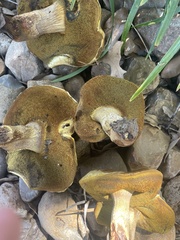 Suillus tomentosus