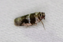 Catonia texana