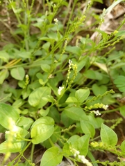Microtea debilis