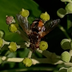Tachina fera