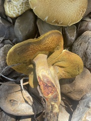 Suillus tomentosus