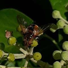 Tachina fera