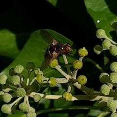 Tachina fera