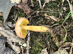 Aureoboletus innixus