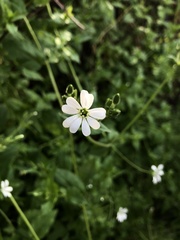 Stellaria chilensis