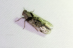 Melanoliarus aridus