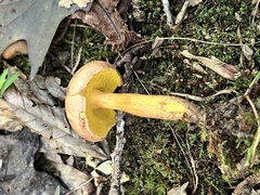 Aureoboletus innixus