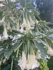 Brugmansia