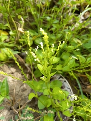 Microtea debilis
