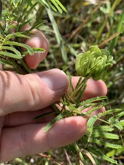 Desmanthus illinoensis