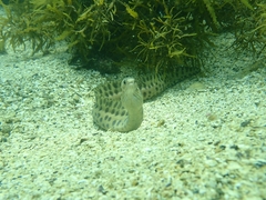 Gymnothorax reevesii