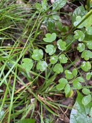 Thalictrum pubescens