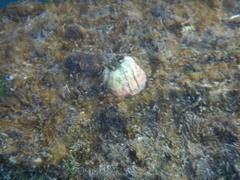 Megabalanus