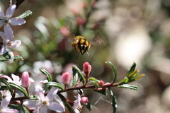 Xylocopa aerata