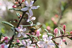 Xylocopa aerata
