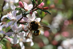 Xylocopa aerata