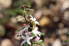 Xylocopa aerata